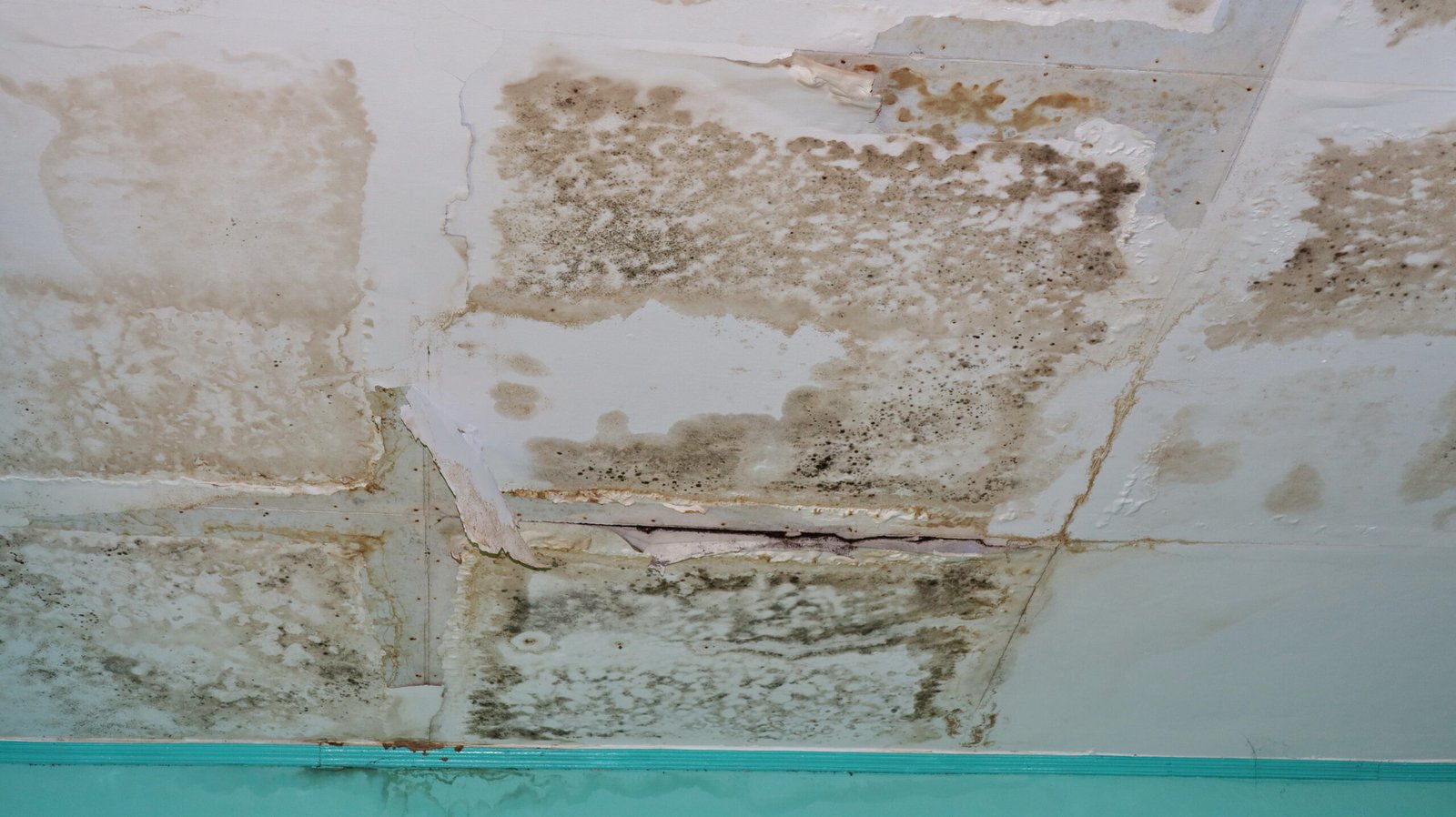 Attic Mold From Roof Leak Georgia