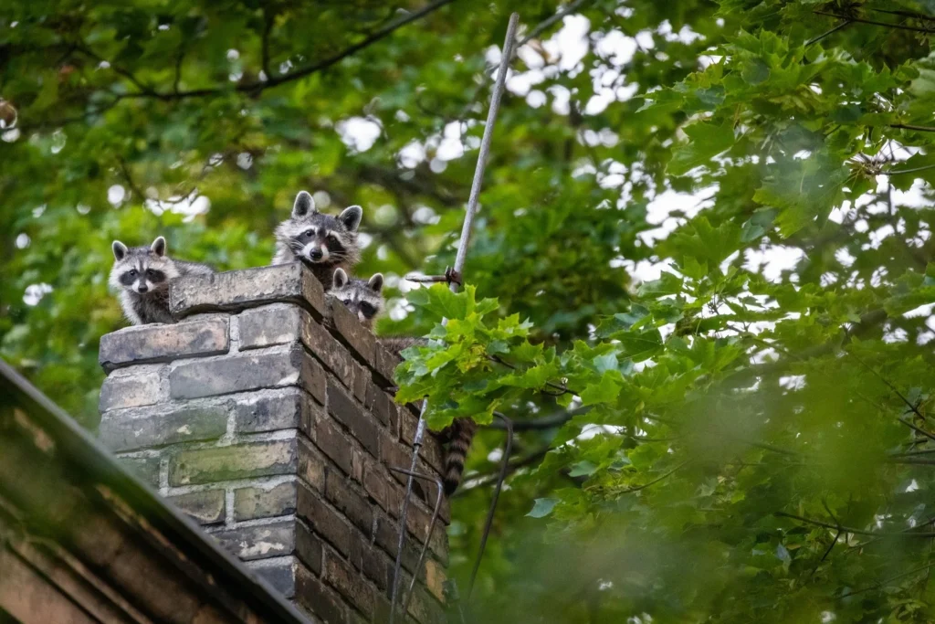 Chimney Animal Removal Cost